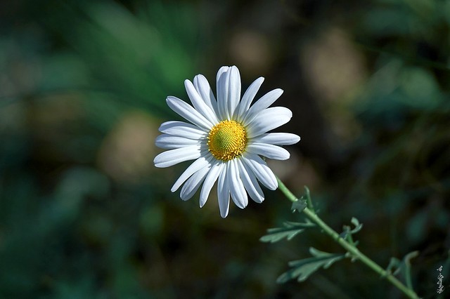 Common daisy