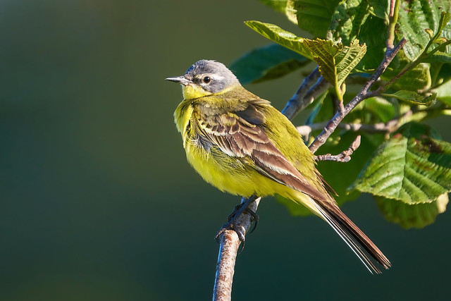 Male western yellow wagtail