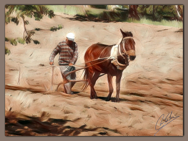 O agricultor, o velho arado e o seu forte cavalo ...