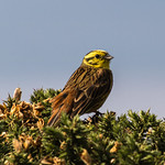 A photo of a Yellowhammer.