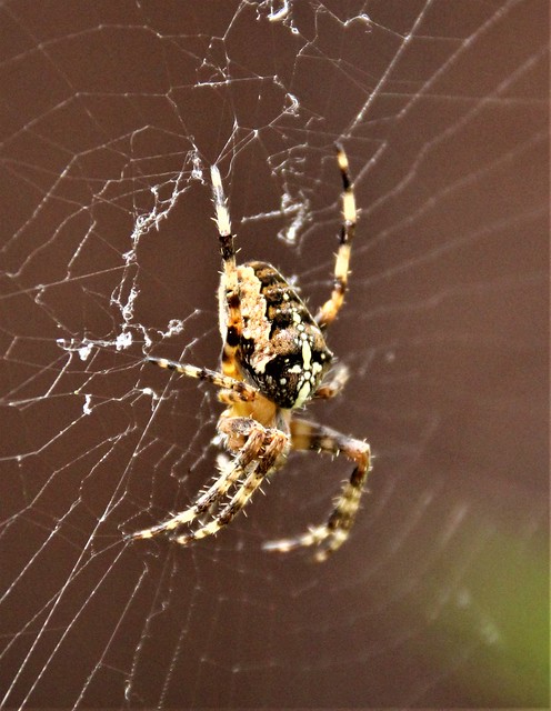 European Garden Spider - Cross Orbweaver - Diadem Spider - Orangie - Cross Spider - Crowned Orb Weaver - Pumpkin Spider (Araneus Diadematus)