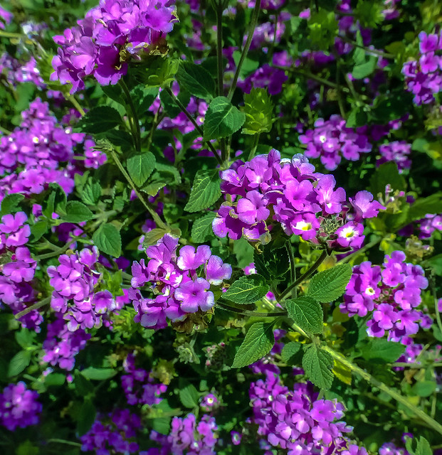 purple hedge
