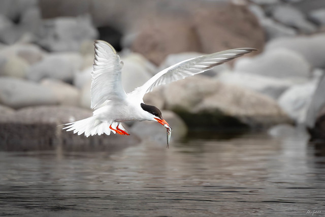 Common Tern after a successful hunt