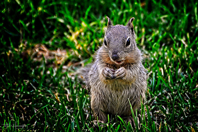 Backyard Baby Squirrel