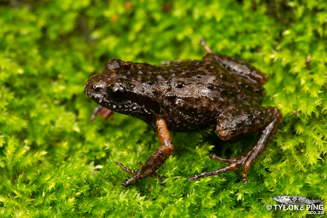 Arthroleptella landdrosia - Landroskop  Moss Frog