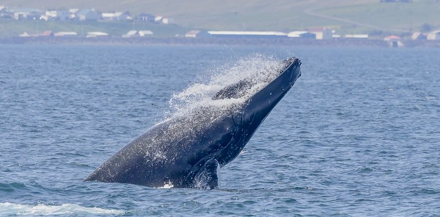 Humpback Whale (Megaptera novaeangliae) sqeezing water out of its mouth