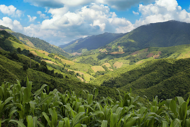 Corn field amidst the lush mountains of Nan province