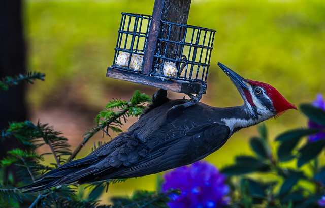 Pileated Woodpecker, just hanging around