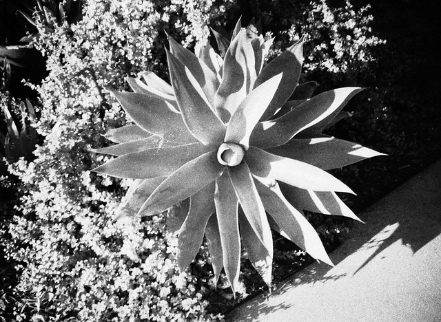 Cactus, Los Angeles, California