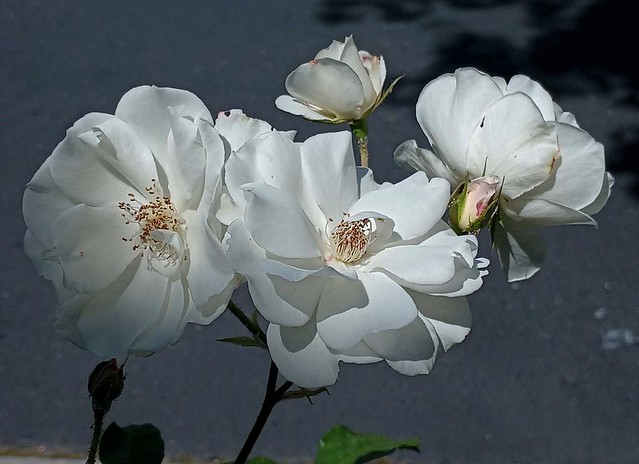 The Whiteness of the Flowers