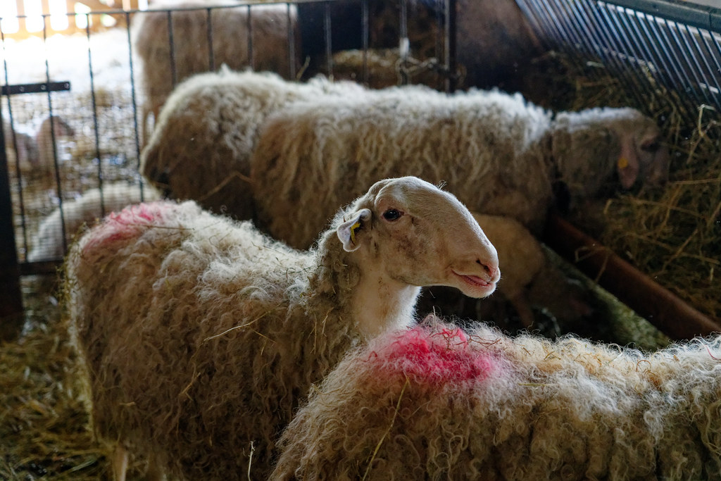 Sheep cheese farm in Borgomale