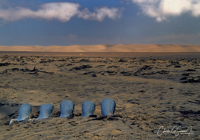 Whale bones in the Namib Desert 16182-00112