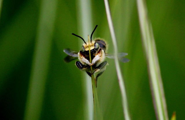 Teddy Bear Bee clings to a blade of grass