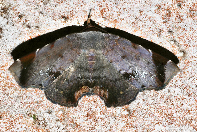 Mecodina albodentata (Erebidae: Aganainae)