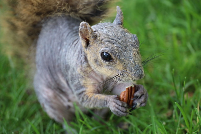 Fox Squirrels in Ann Arbor at the University of Michigan on June 20th, 2023 -  171/2023  9/P365Year16  5487/P365all-time – (June 20, 2023)