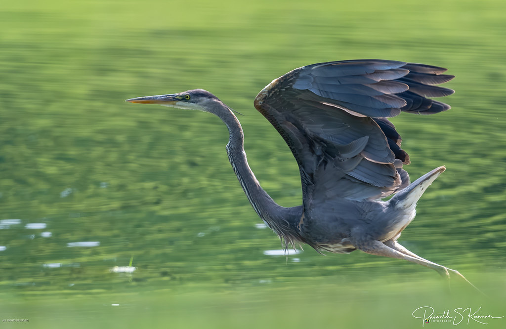 Great Blue Heron takeoff