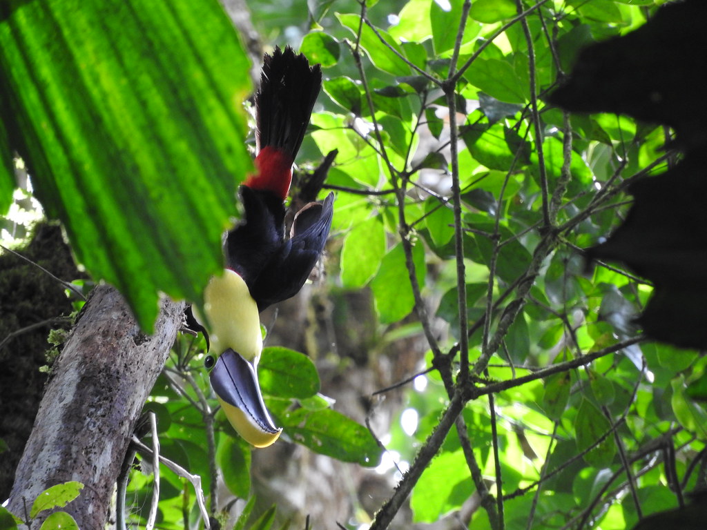 Yellow-Throated Toucan in Costa Rica. Photo by howderfamily.com; (CC BY-NC-SA 2.0)