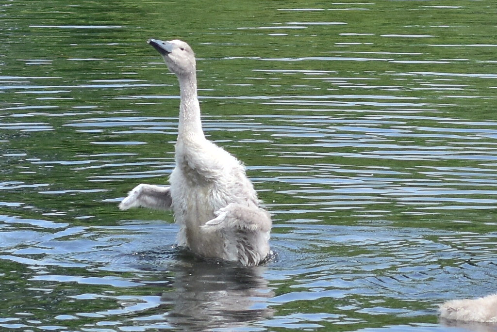 9874 Young Mute Swan Cygnet doing it first stretch @ Connetquot River.