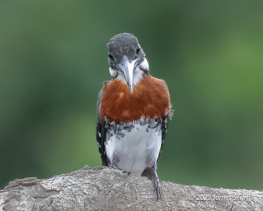 Amazon Kingfisher (male)