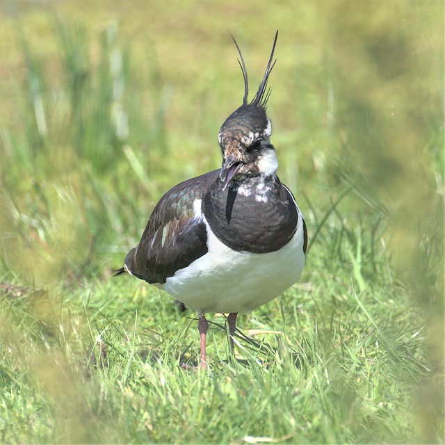 Lapwing keeping an eye on the children