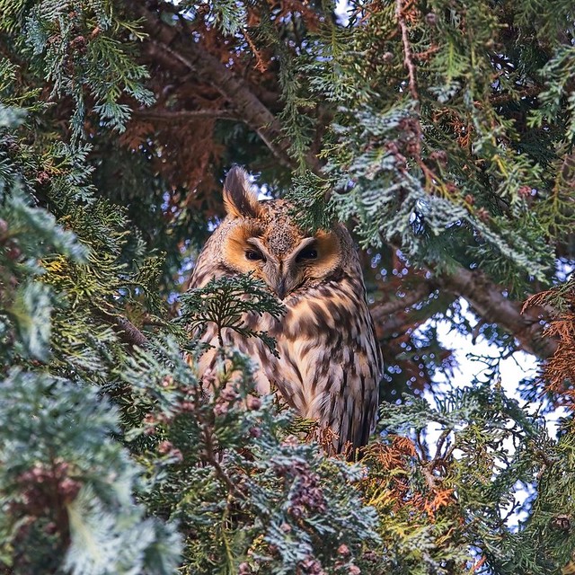 Long-Eared Owl | Waldohreule | Hibou moyen-duc (Asio otus)