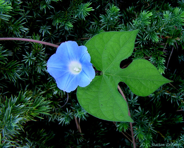 Ivy-leaved Morning Glory (Ipomoea hederacea)