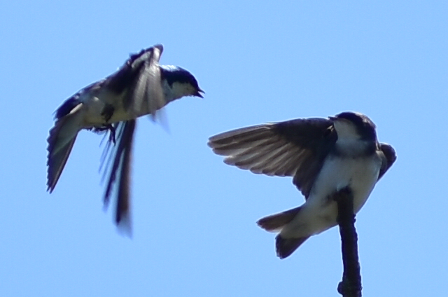 9849 Tree Swallow parent leaving its baby to find more food @ Connetquot River.