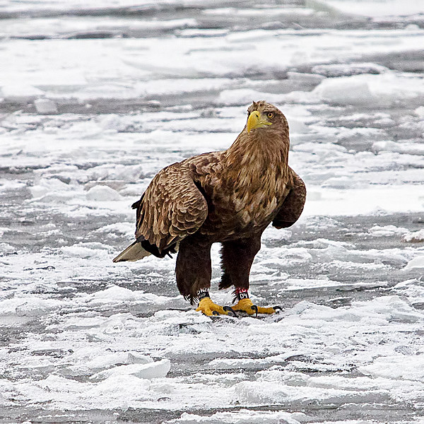 A White Tailed Eagle in Stockholm