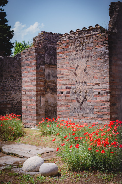 Pompeii Poppies