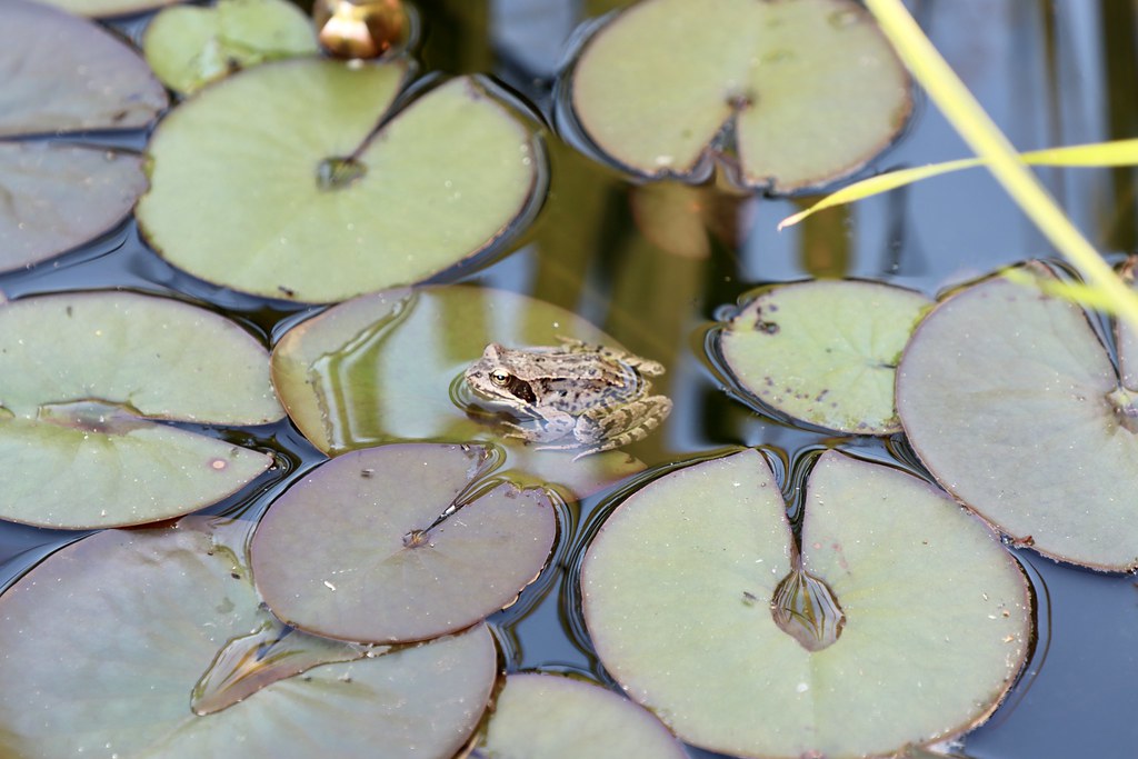 Deko-Frosch Auf Seerosenblatt Aus Edelrost – Metallfigur Für Garten, Teich & Wohnbereich