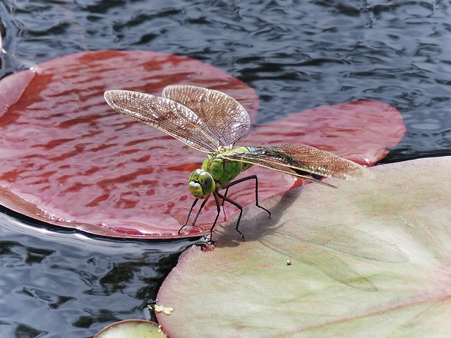 Emperor Green Dragonfly