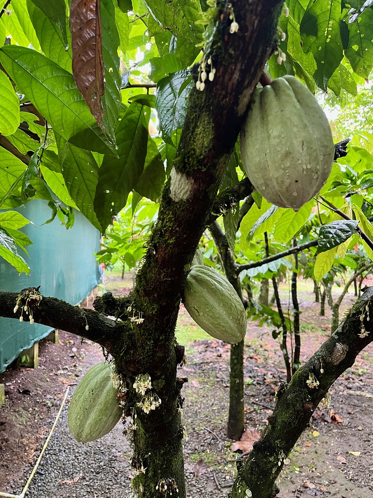 Cocoa Tree in La Fortuna, Costa Rica. Photo by howderfamily.com; (CC BY-NC-SA 2.0)