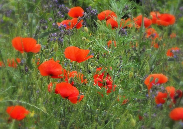 Poppies and wildflowers