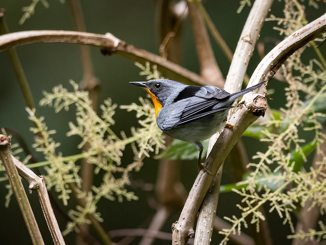 Flame-throated Warbler.