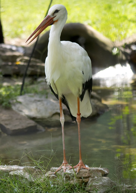Memphis Zoo 08-28-2014 - White Stork 1