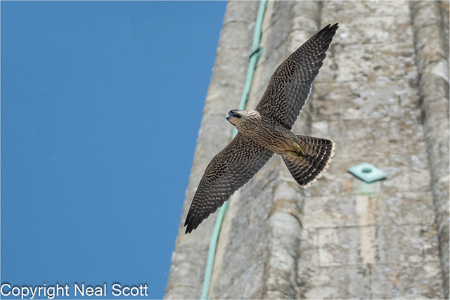 Male Juvenile Peregrine at Chichester y'day-2
