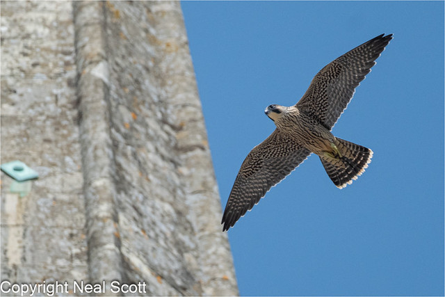 Male Juvenile Peregrine at Chichester y'day