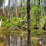 Lewis Creek (aka) Lewis Fork Panorama This is my second time here. I took this panorama that time as well. 