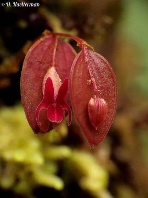 One more species for Colombia with this new observation in situ in Risaralda department: the cute and super miniature Lepanthes expansa (flower size around 4 mm), formerly only known for north-western Ecuador.