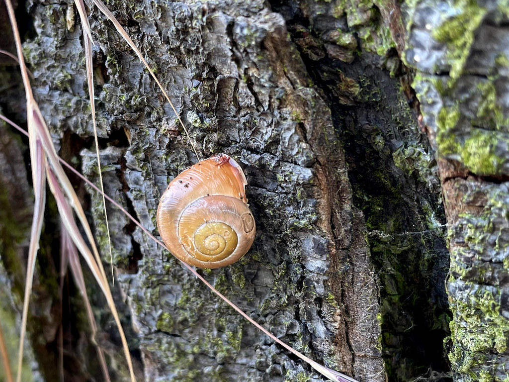 snail shell on tree trunk