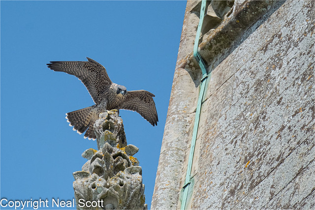 Male Juvenile Peregrine at Chichester y'day-3