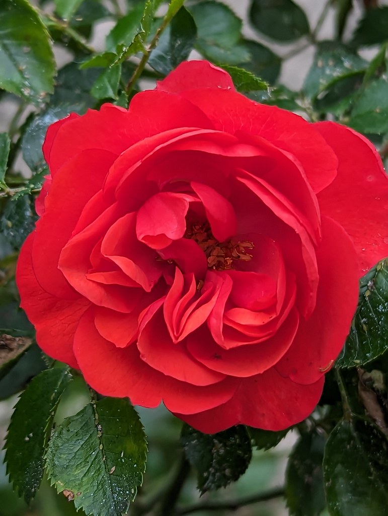 Rose shot on Pixel 6 Pro (Main Primary Sensor)