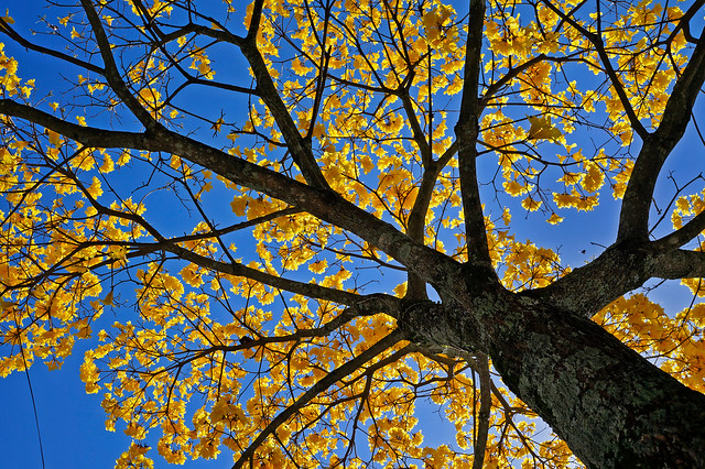 Golden trumpet tree or Yellow ipe tree (Handroanthus chrysotrichus), Brazil