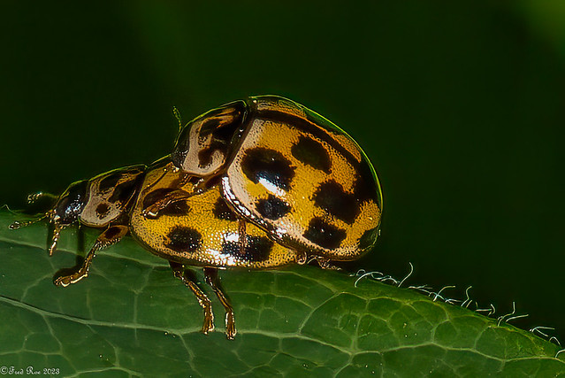 Lady bug love
