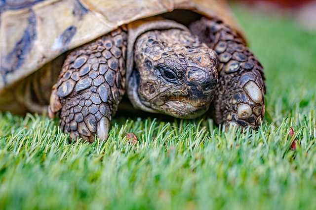 Grumpy tortoise