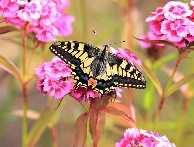 Swallowtail feasting on Sweet William nectar