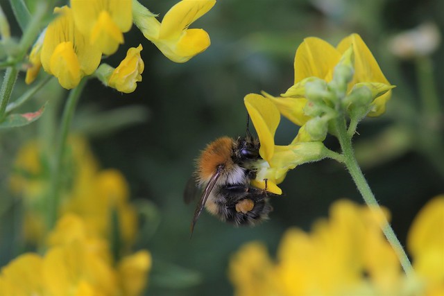 Carder Bumblebee on Birdsfoot Trefoil