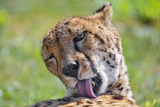 Cheetah licking her fur