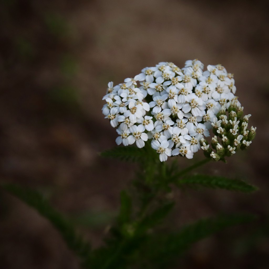 achillea bloom | Achillea /ækɪˈliːə/ is a genus of flowering… | Flickr
