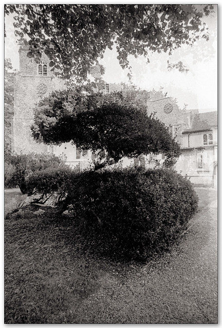 Church and Yew tree